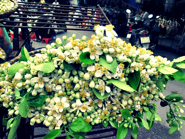 Fragrance and colour of flowers in March